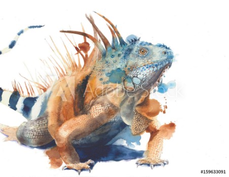 Picture of Iguana green iguana lizard big reptilia wild animal watercolor painting illustration isolated on white background